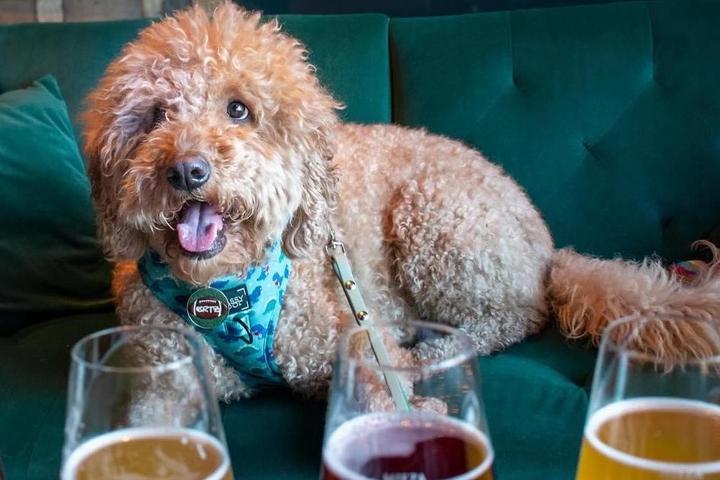 October’s Best Dog-Friendly Events