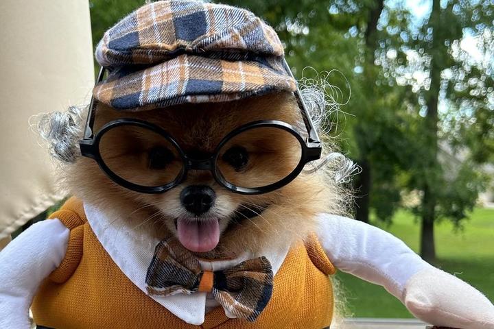 A Pomeranian dresses as an old man for Halloween