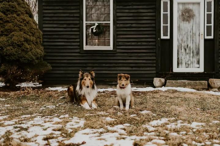 Two dogs sit in front of a cabin in Massachusetts