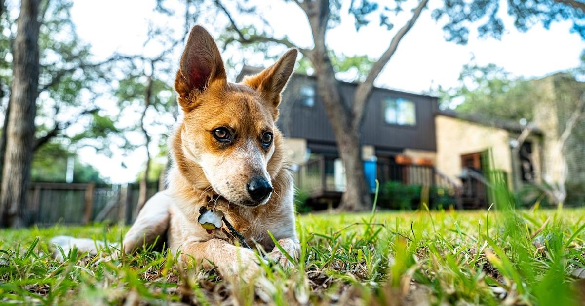 Texas’ Best Dog-Friendly Airbnbs