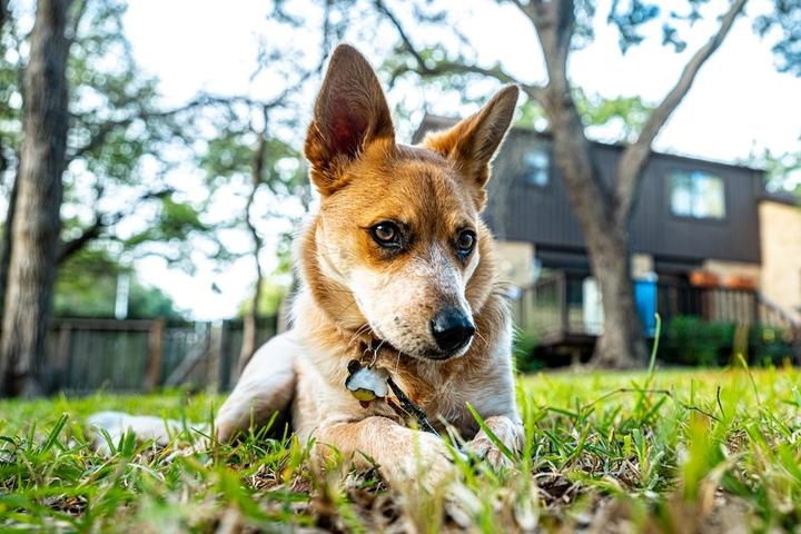 A dog rests in the grass outside a Texas Airbnb