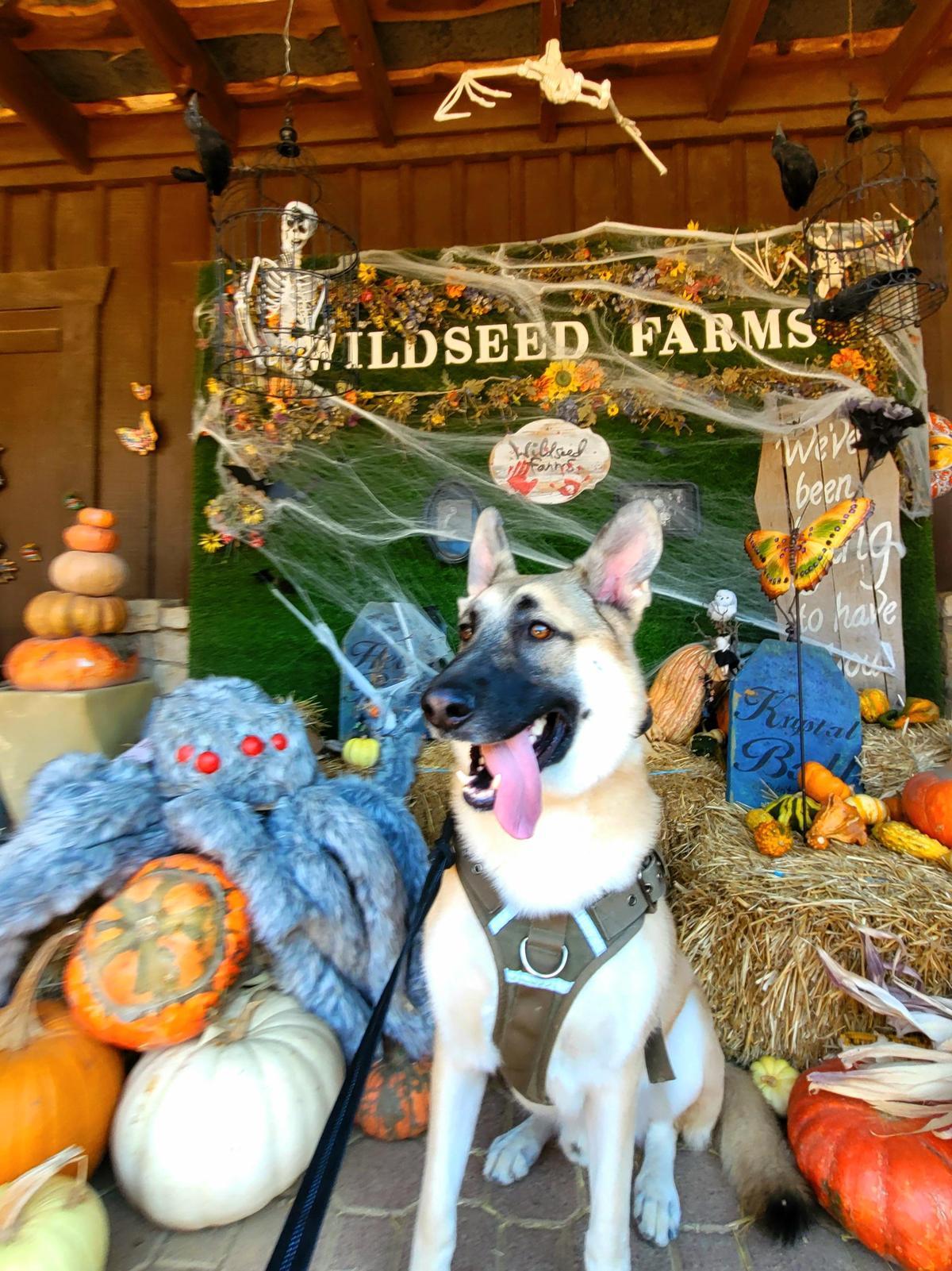 Wildseed Farms ⋆ BringFido