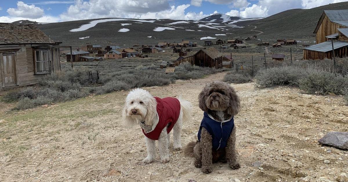 Dog-Friendly Gold Mines and Ghost Towns