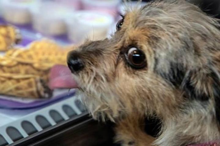 Treat Your Pup to A Barker’s Dozen