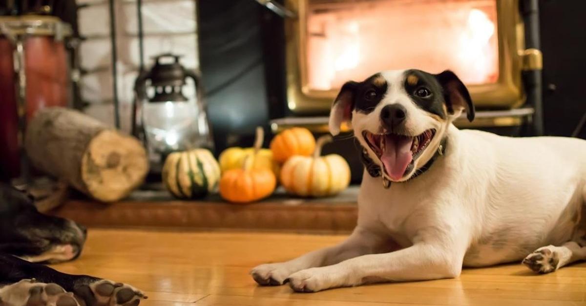 Haunted Dog-Friendly Vacation Rentals