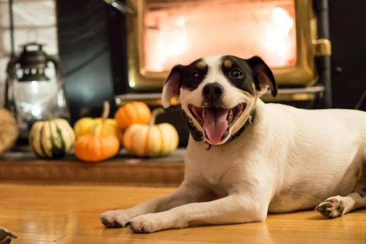 A dog in front of a fire place.