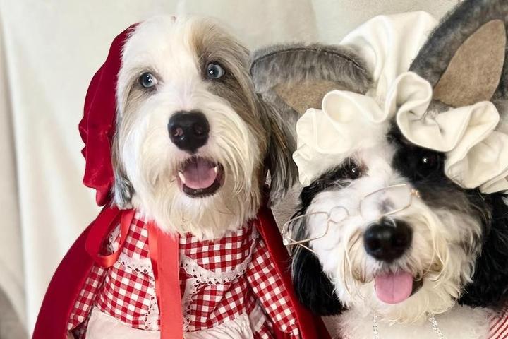Two dogs dressed as Little Red Riding Hood and the Big Bad Wolf