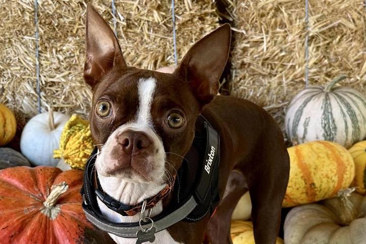 November’s Best Dog-Friendly Events
