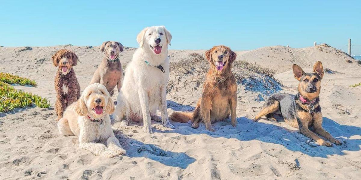 Cheap best dog friendly towns Shop