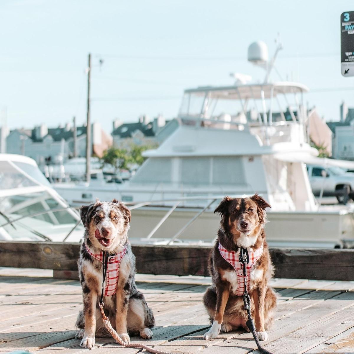 Top places to visit near me with dogs Top Sale