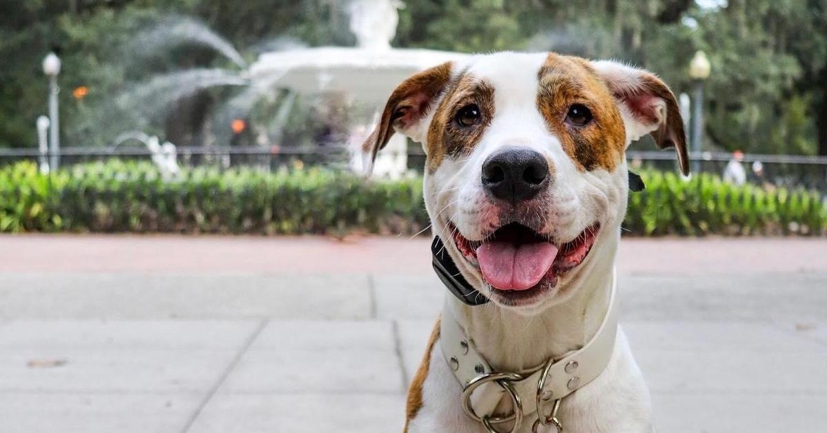 The Most Dog-Friendly U.S. Cities to Visit