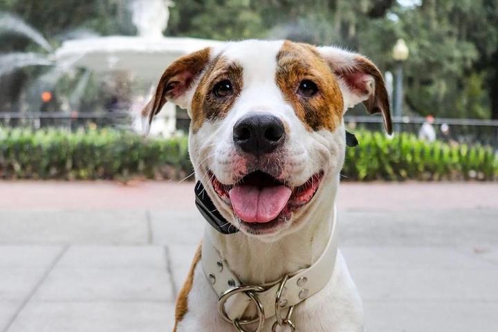The Most Dog-Friendly U.S. Cities to Visit