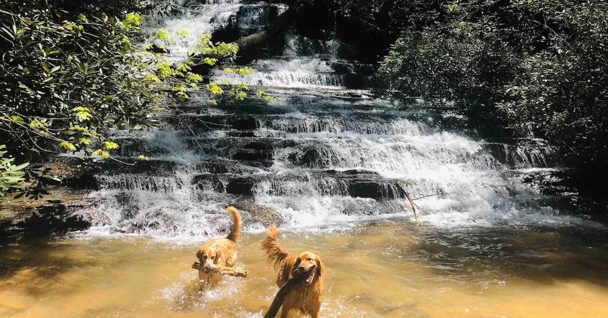 South Carolina's Best Dog-Friendly Airbnbs