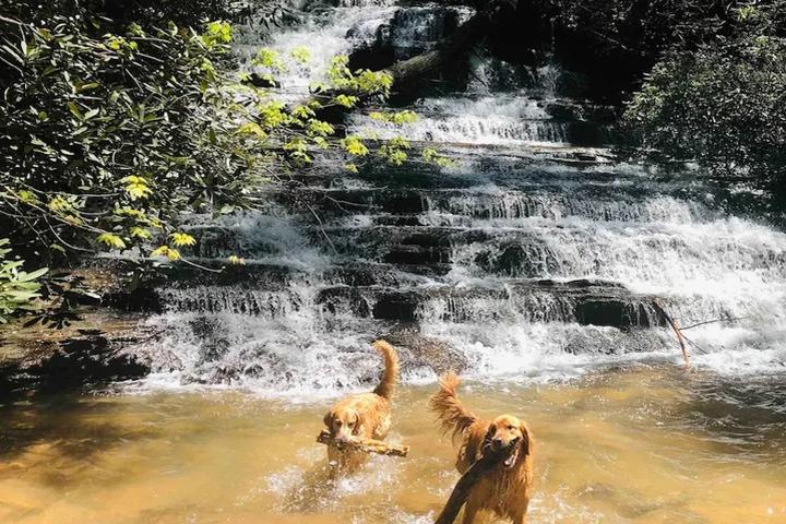 South Carolina's Best Dog-Friendly Airbnbs