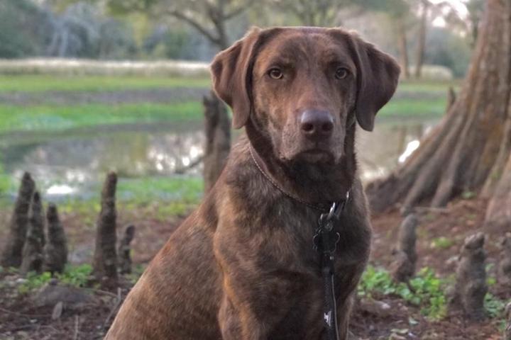 Louisiana's Best Dog-Friendly Airbnbs