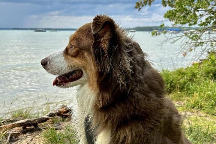 A dog in Michigan looks out over the water.