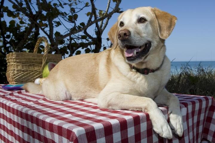 A dog on a picnic table at a Naples beach.