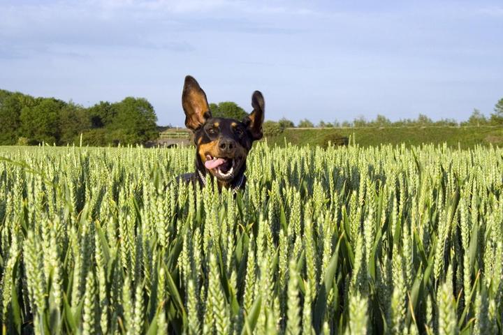 Iowa's Best Dog-Friendly Airbnbs