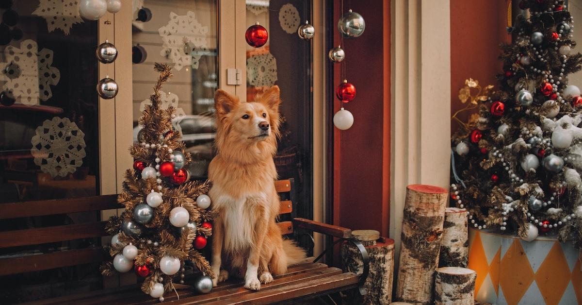 A dog in a doorway of a shop decorated for Christmas.