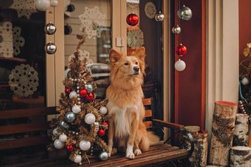Small Towns to Visit for a Dog-Friendly Christmas A dog in a doorway of a shop decorated for Christmas.
