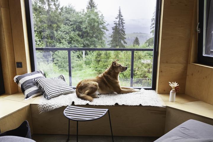 A dog looking out a window at the mountains.