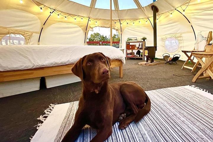 Arizona's Best Dog-Friendly Airbnbs