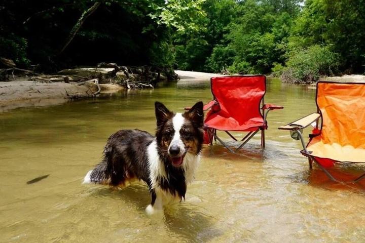 Mississippi's Best Dog-Friendly Airbnbs