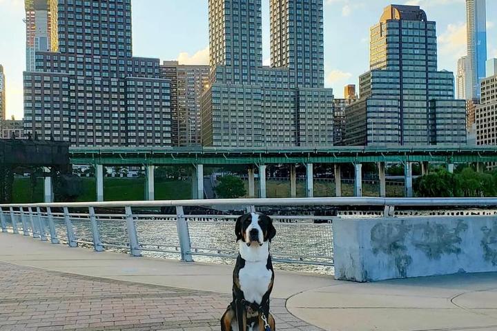 A Weekend in Dog-Friendly New York City