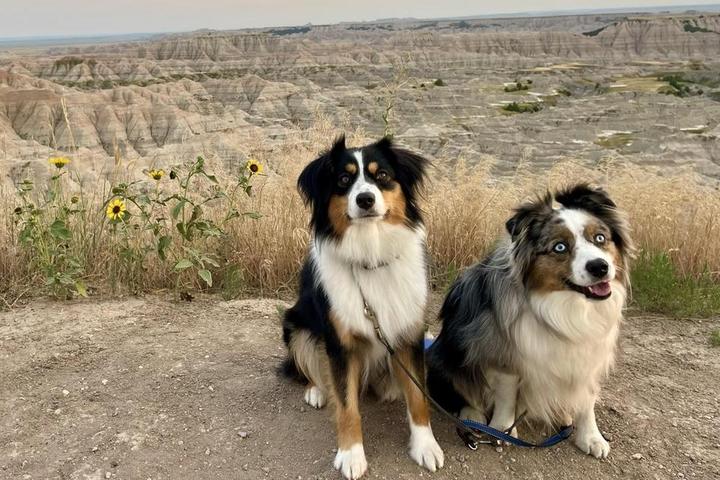 Two dogs in the Badlands of South Dakota