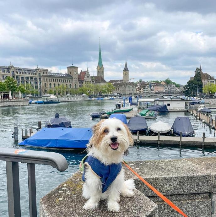 Traveling Abroad With a Dog: Essential Tips for Stress-Free Trips