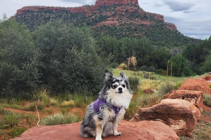 A Dog Enjoying the Sedona Red Rocks