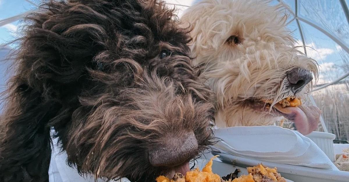 Dog-Friendly Igloo Dining