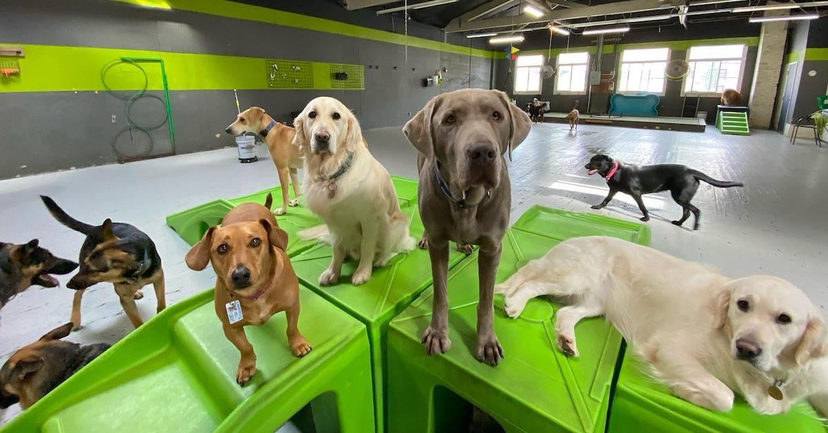 Indoor Dog Parks to Take the Winter Chill Off
