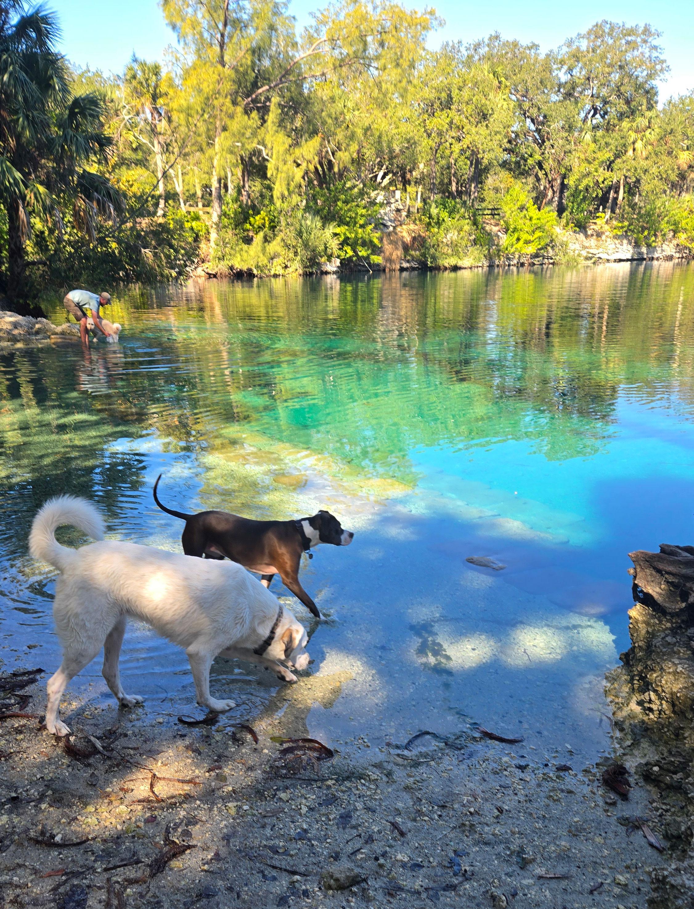 Where Can My Dog Swim near Me: Top Safe Spots for Pup Fun