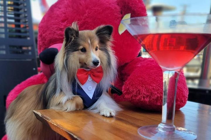 A dog with a giant martini glass on Valentine's Day