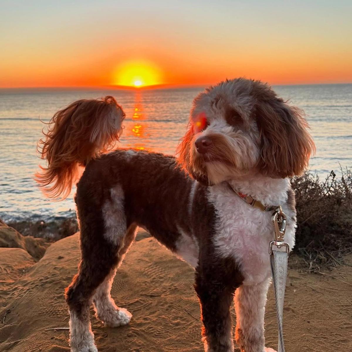 Sunset Cliffs Natural Park