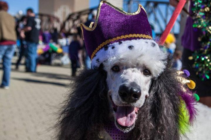 The Most Dog-Friendly Mardi Gras Celebrations in the U.S.