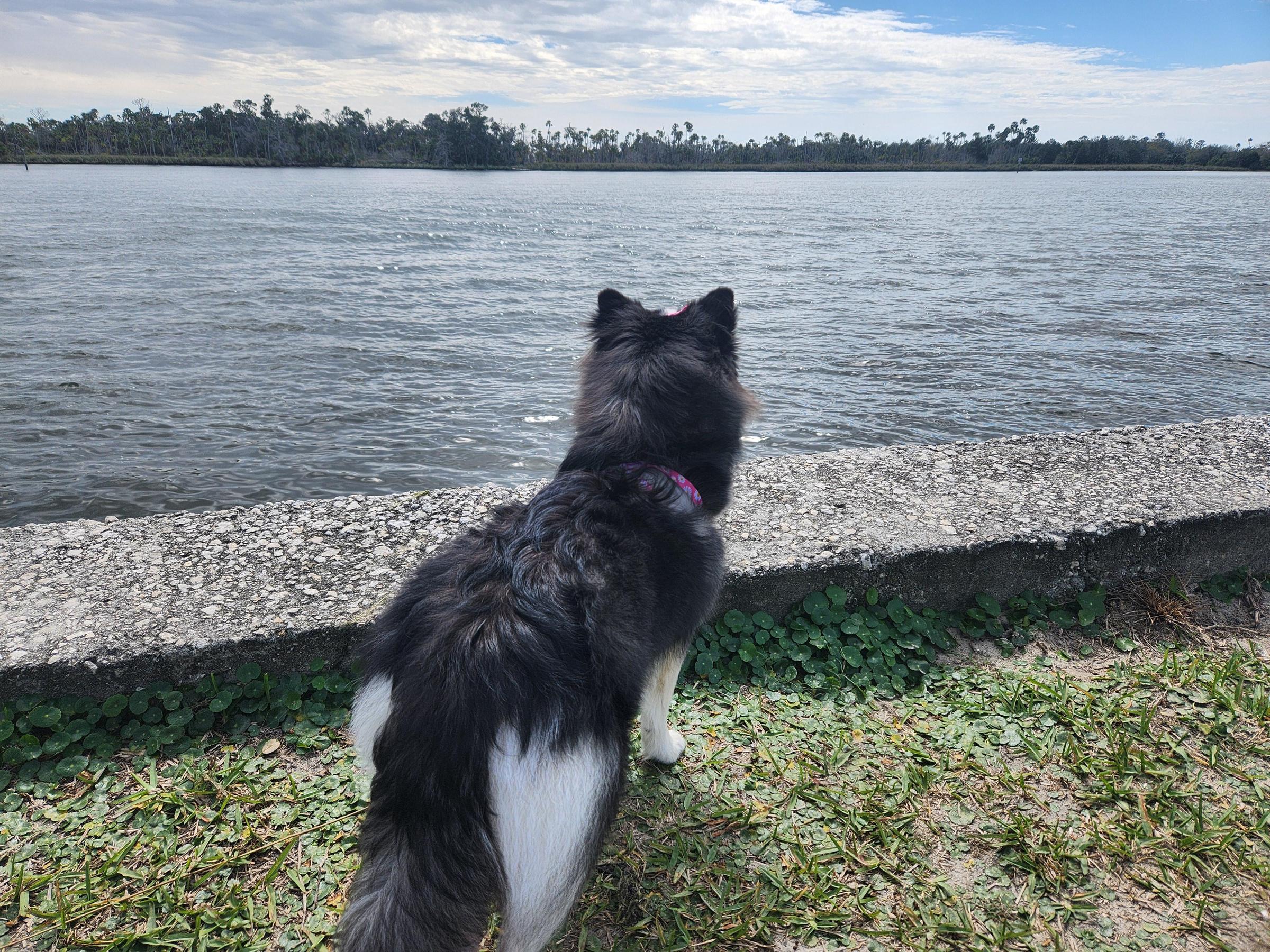 Pet Friendly Crystal River Archaeological State Park