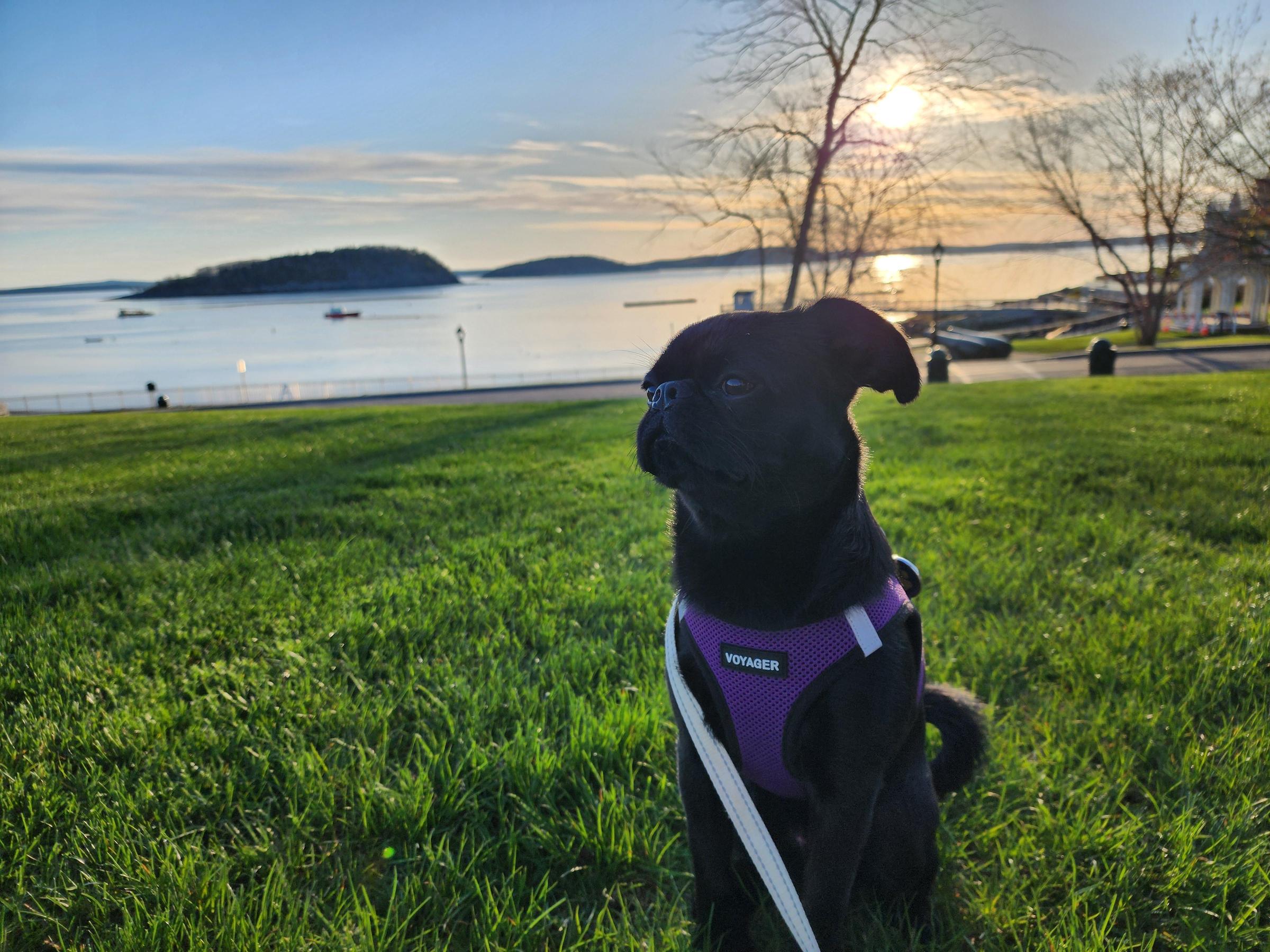 Pet Friendly Agamont Park