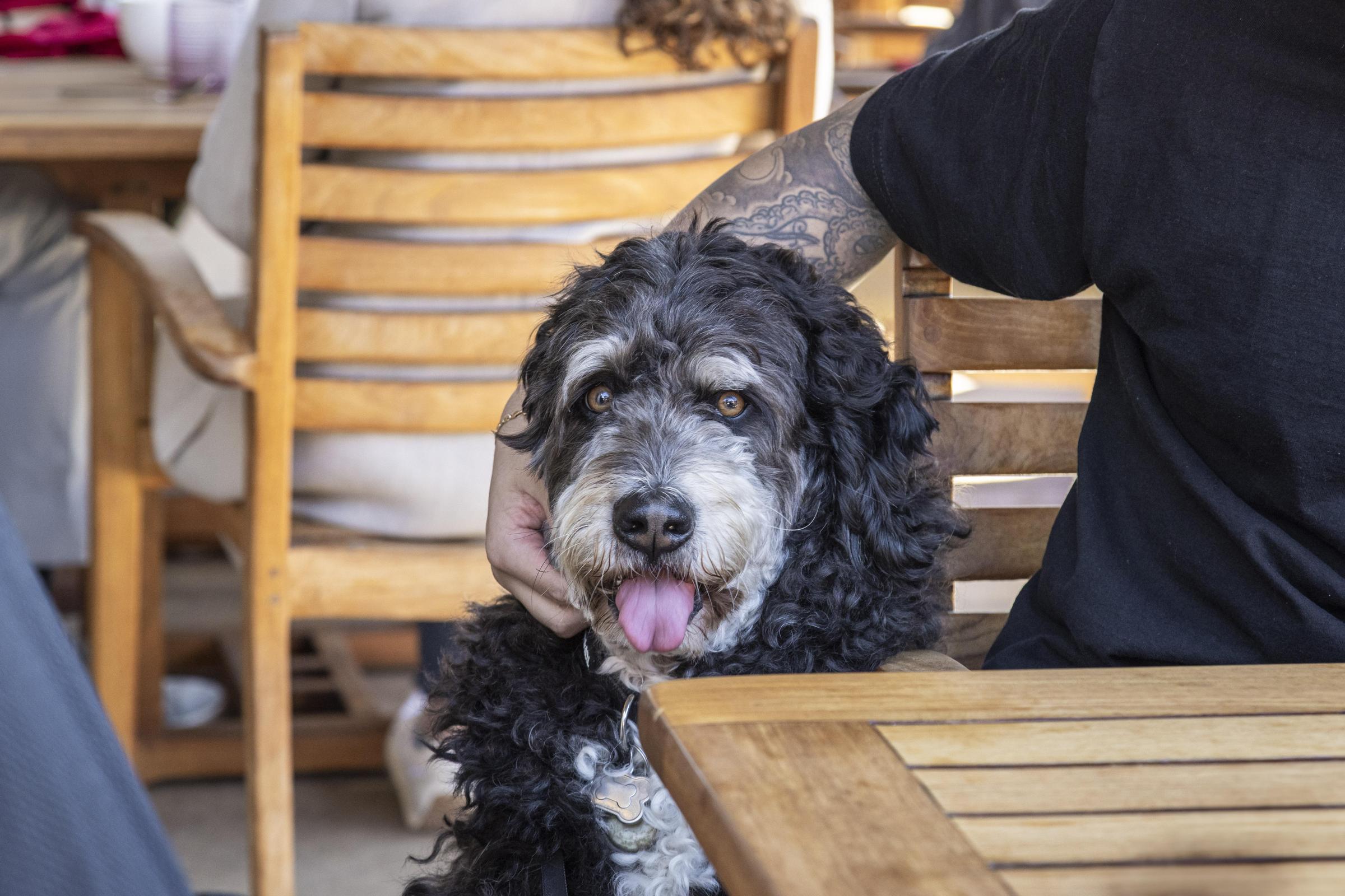 Pet Friendly Esteban Restaurant