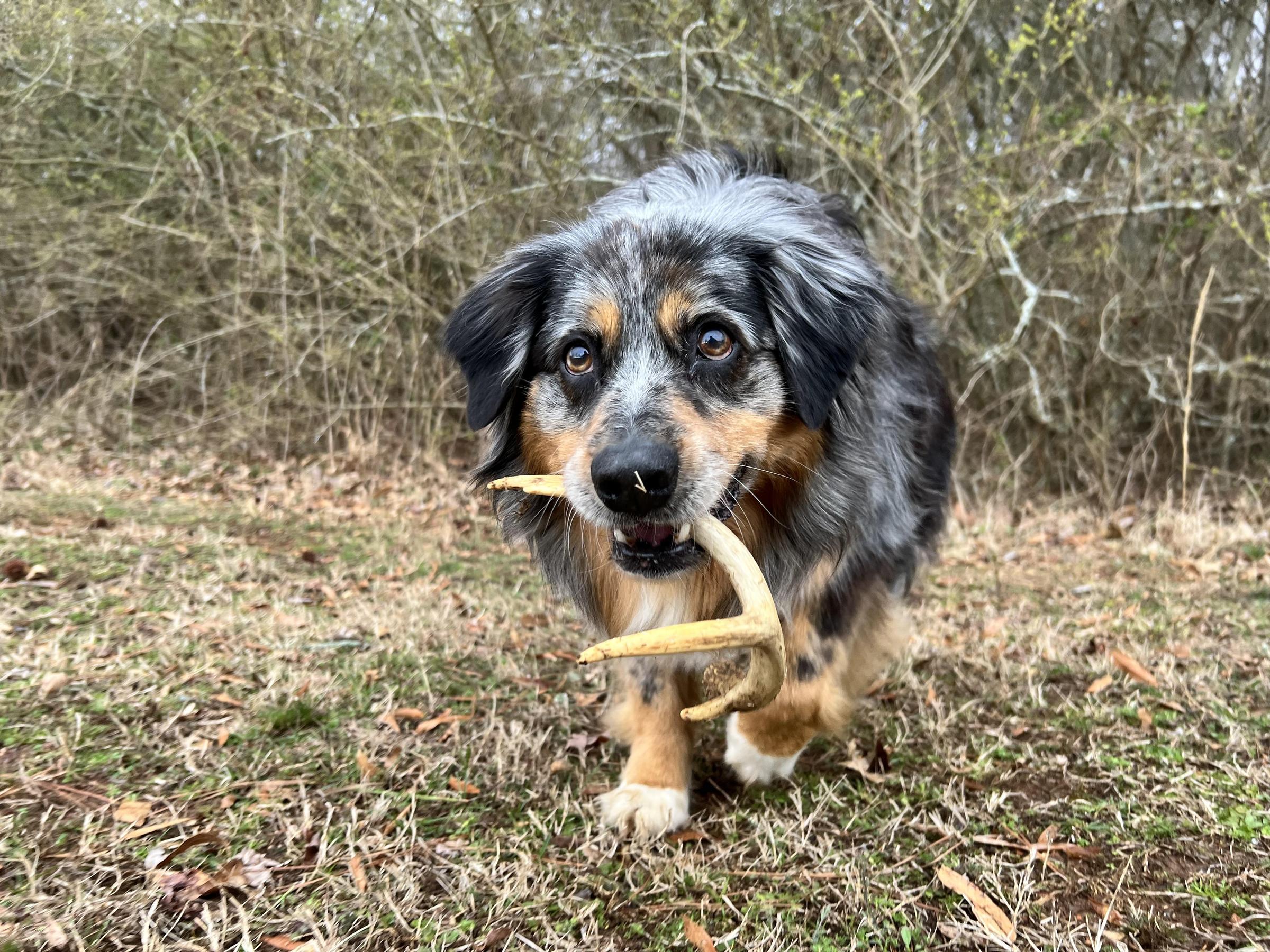 Pet Friendly Happy Hounds And Beyond LLC