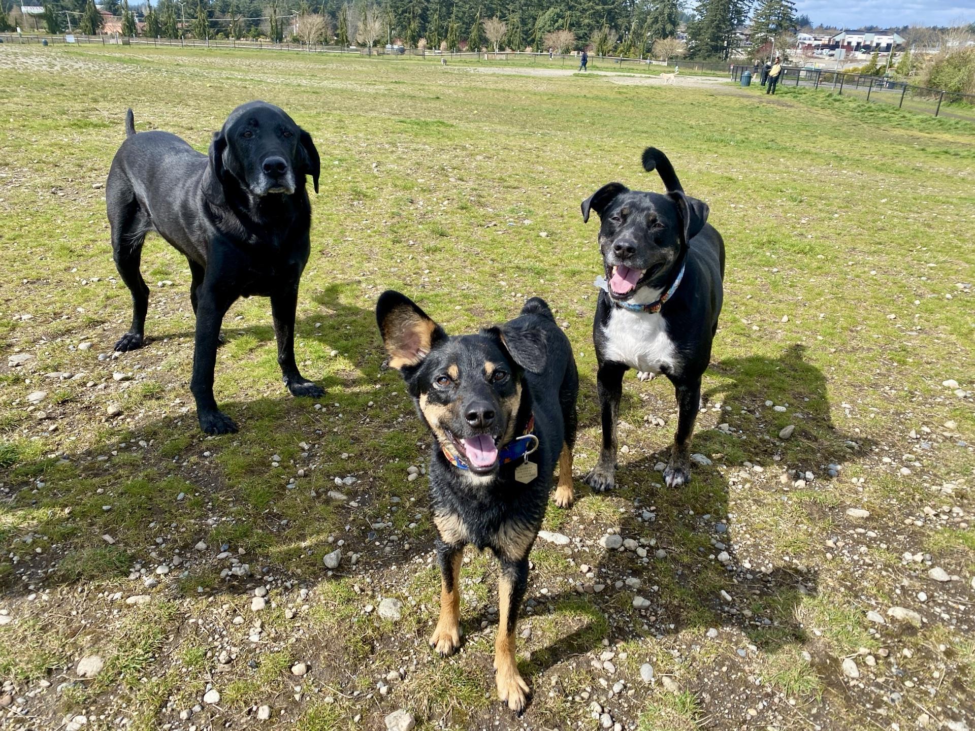 Pet Friendly Thurston County Dog Park