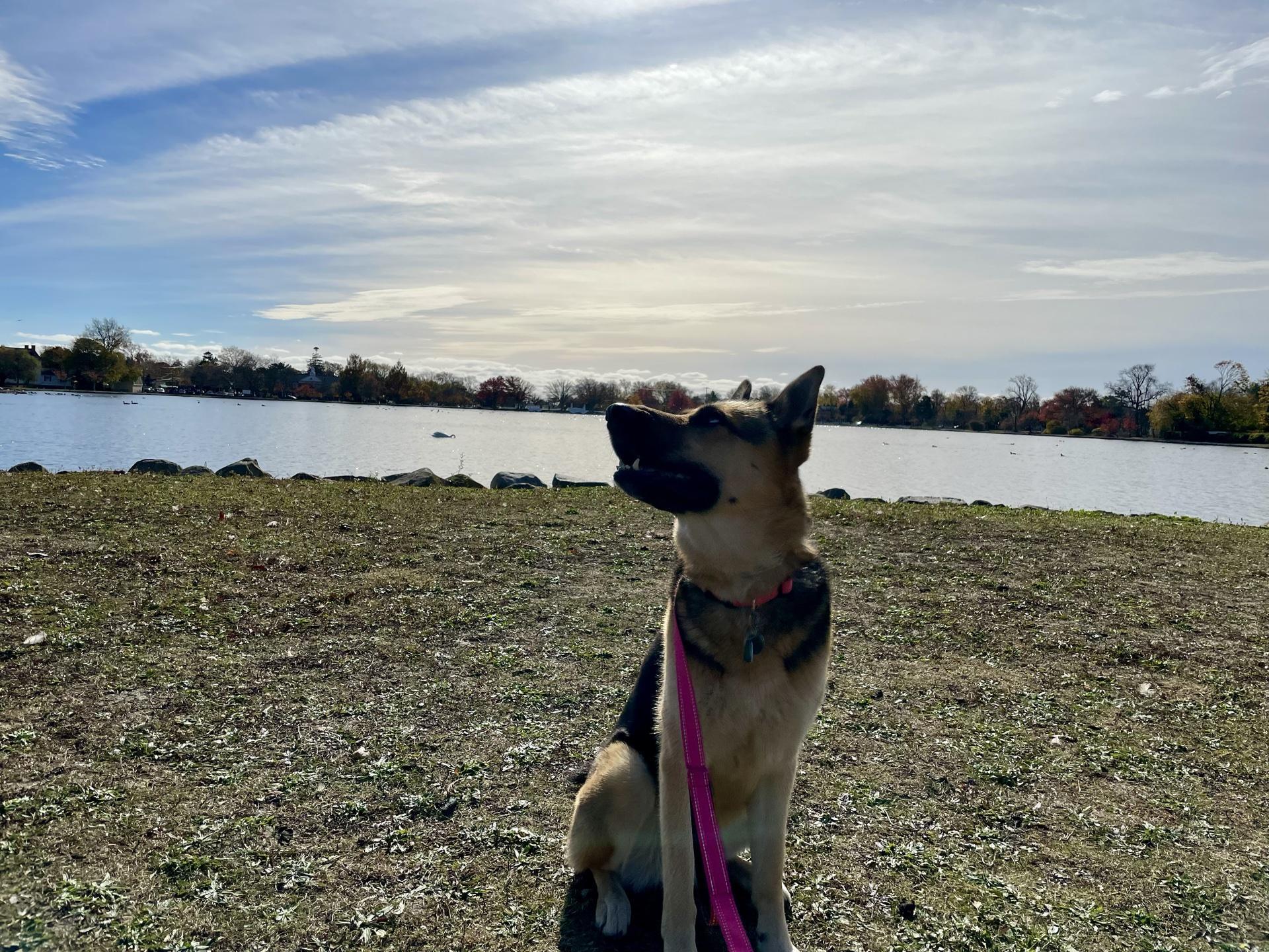 Pet Friendly Argyle Park
