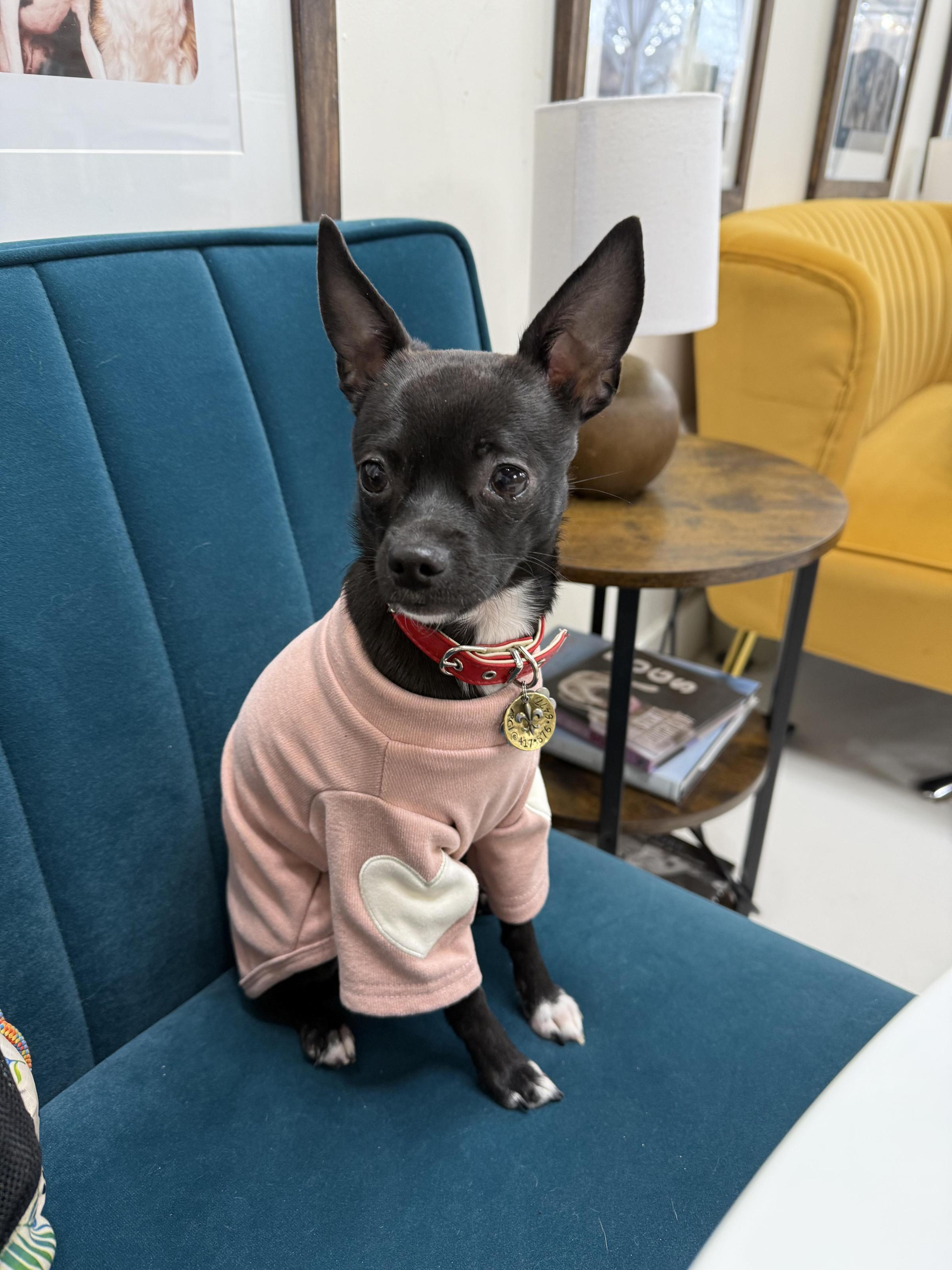 Zoomies Pet Cafe + Boutique Pet Policy