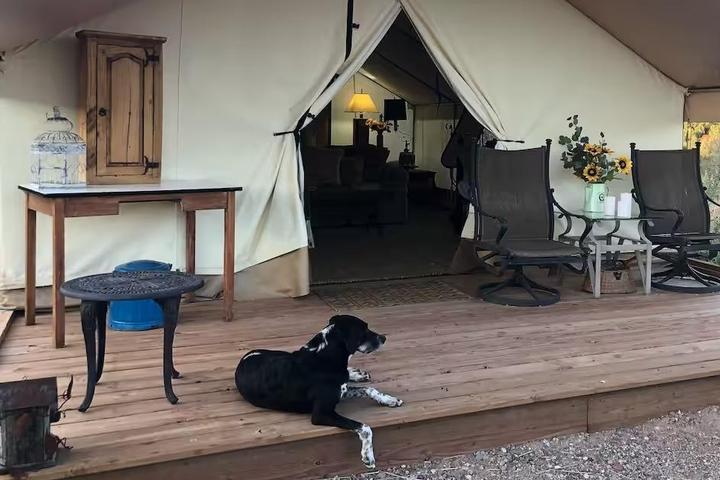 Dog relaxes on a porch of an Airbnb tent.