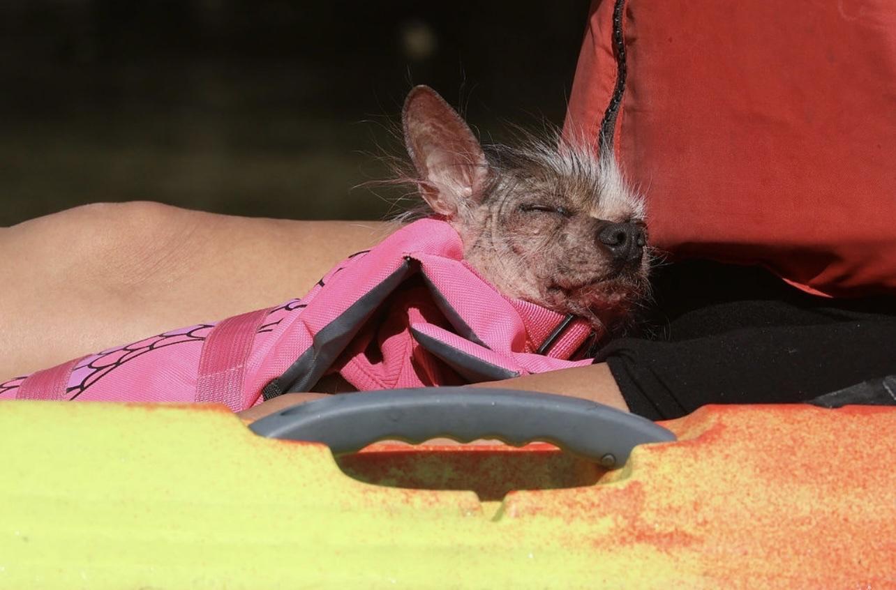 Pet Friendly Kayak Marco