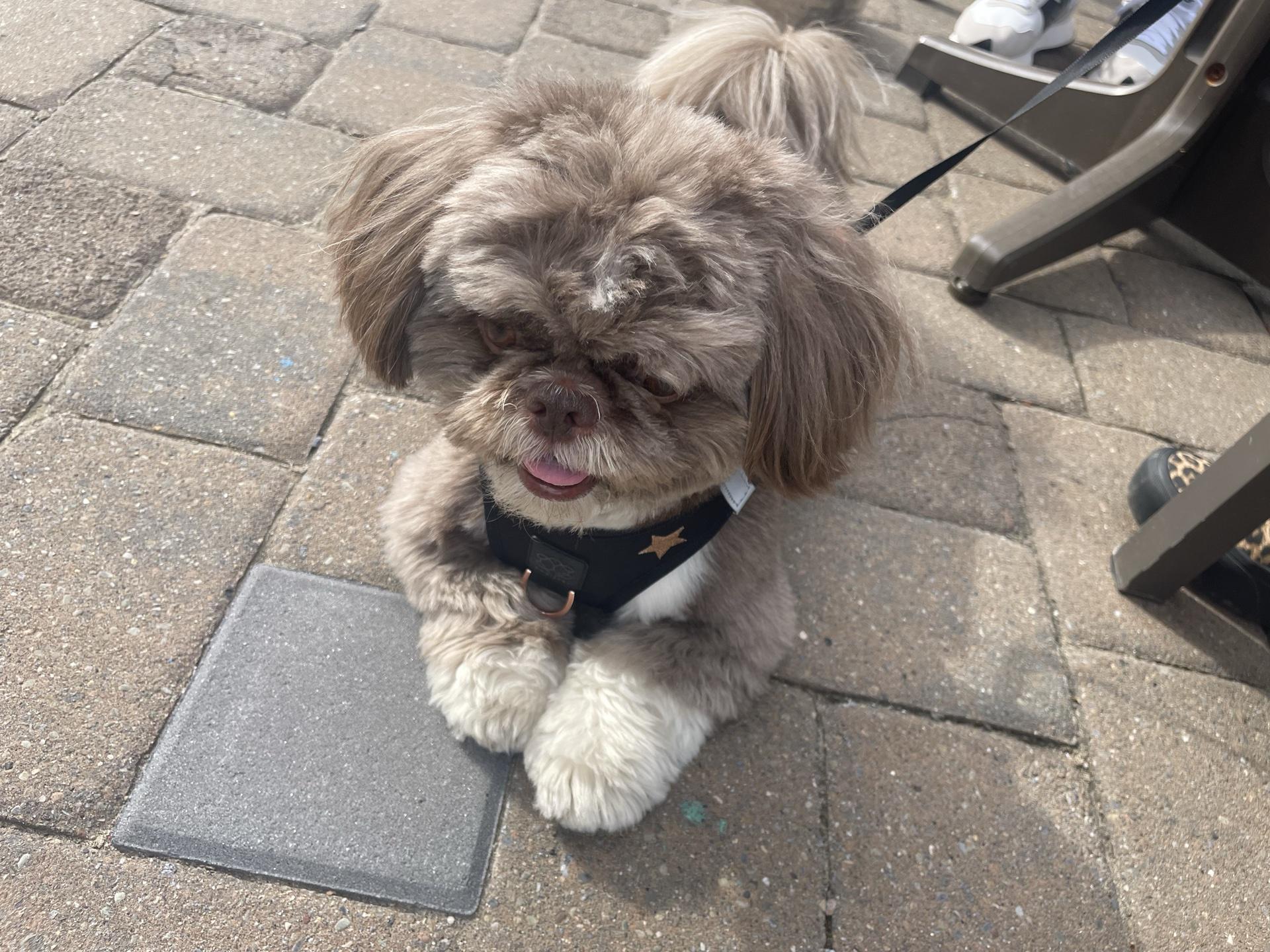 Pet Friendly Paragon Tap & Table