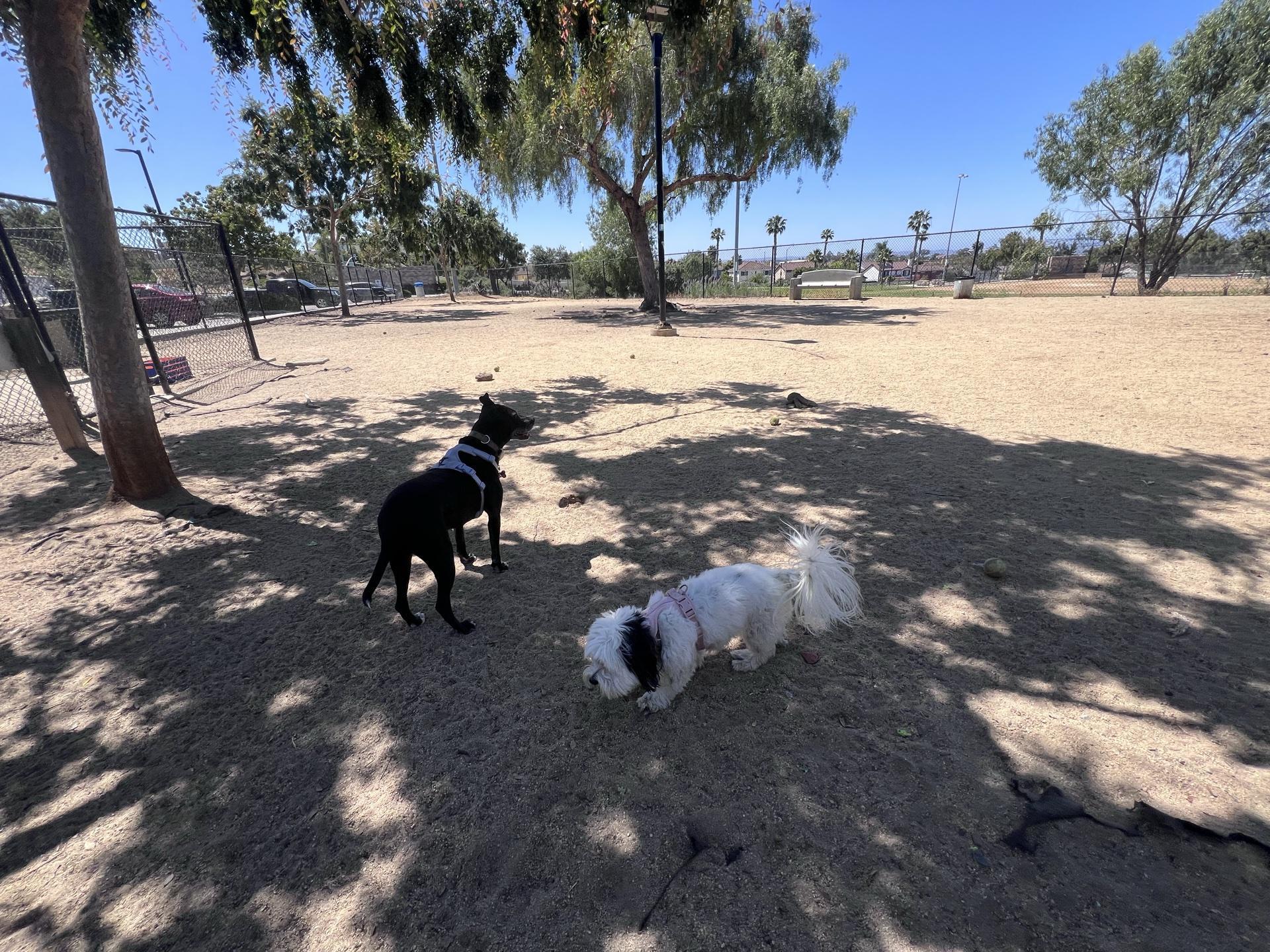 Where is the Nearest Dog Park: Find Fun Spots Fast Today!