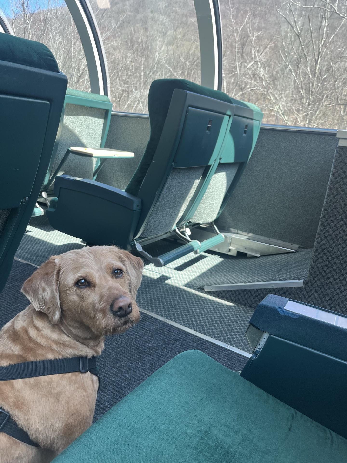 Large Dog Friendly Trains: Explore Pet Travel Options