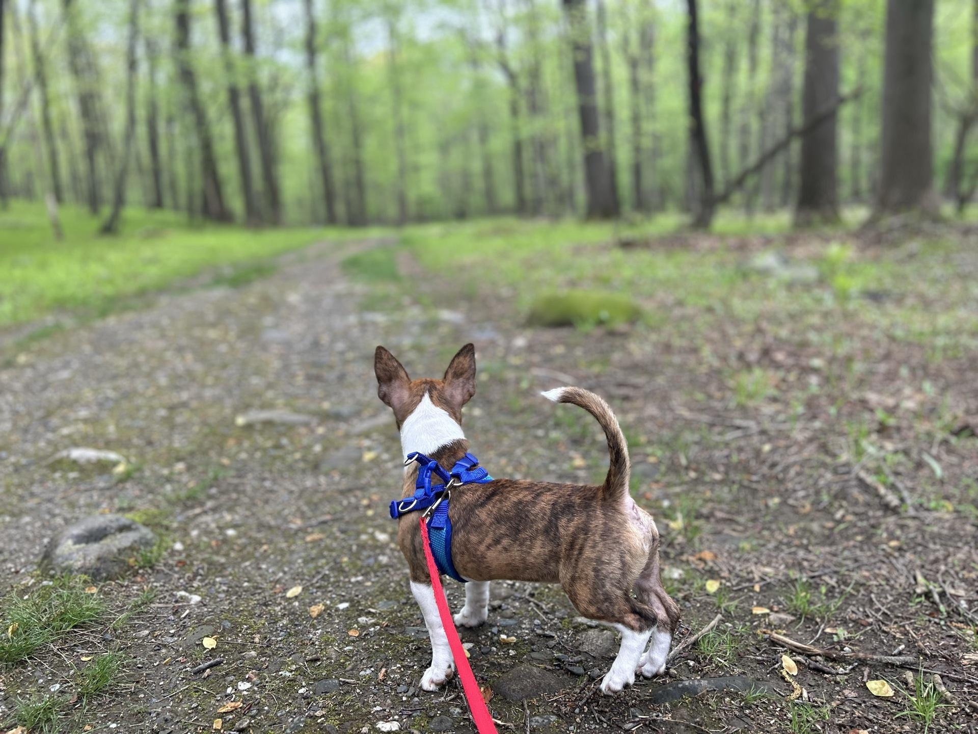 Pet Friendly Racebrook Tract